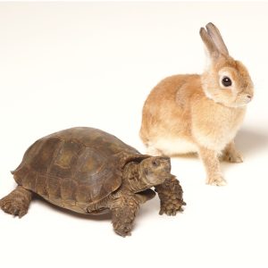 いきものがかり – 歩いていこう – EP(4988010036966)【16bit／44.1kHz】日本区-OppsUnote音乐广场