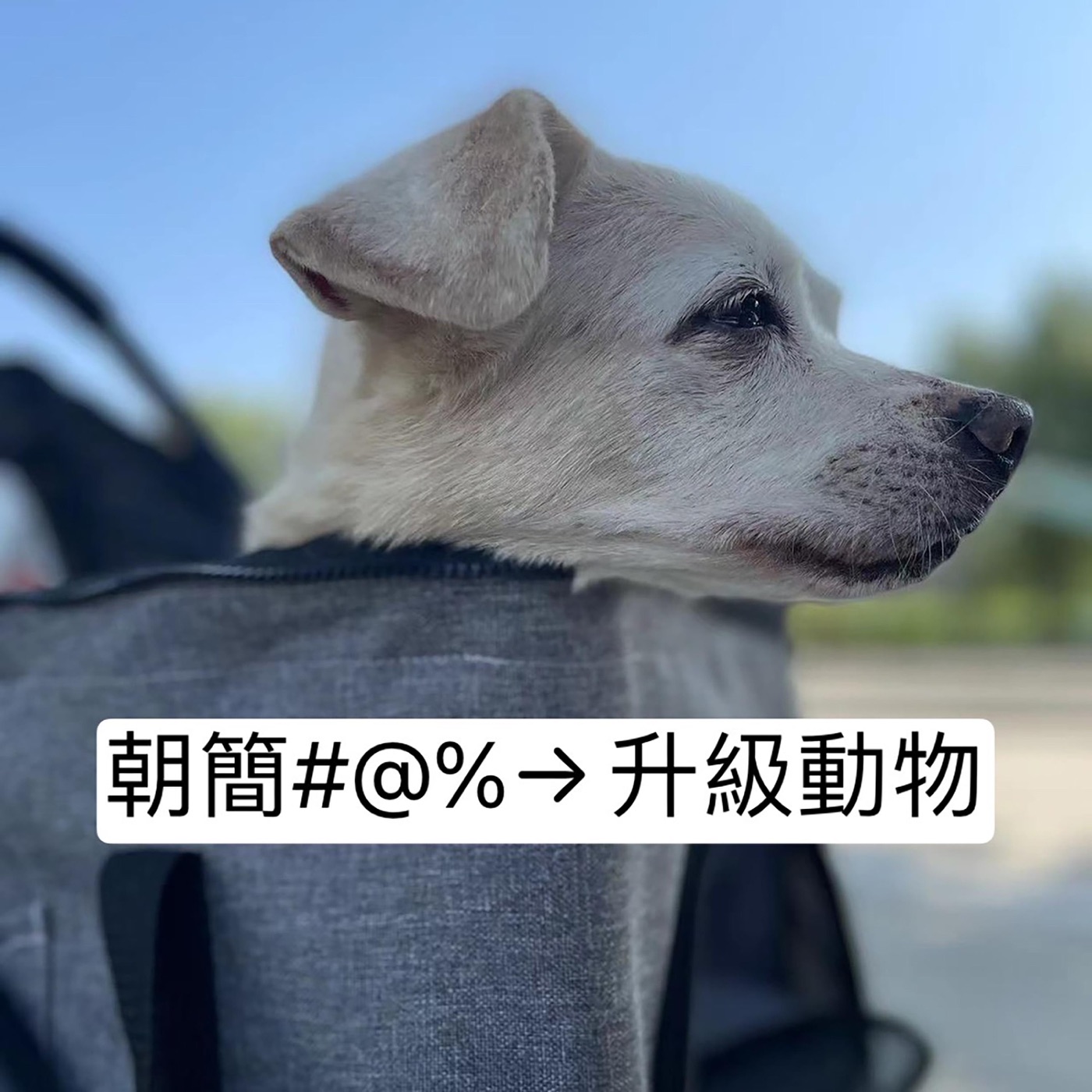 窦唯 & 朝简 – 升级动物 – Single(6976364783979)【24bit／48.0kHz】台湾区-OppsUnote音乐广场