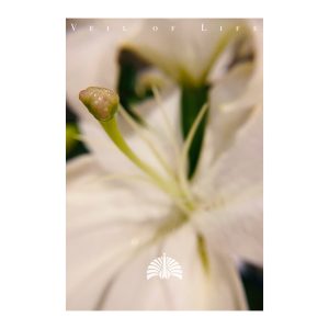 東京事変 – 命の帐 – Single(00602435334264)【16bit／44.1kHz】日本区-OppsUnote音乐广场