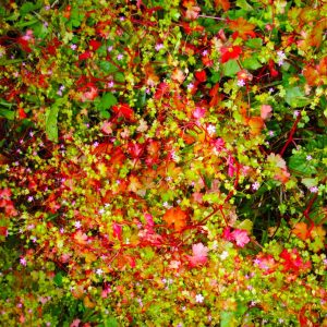 Four Tet – SW9 9SL – Single(5051142082398)【24bit／44.1kHz】土耳其区-OppsUnote音乐广场