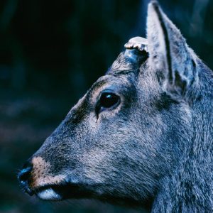 toe – the book about my idle plot on a vague anxiety(4538182201770)【16bit／44.1kHz】日本区-OppsUnote音乐广场