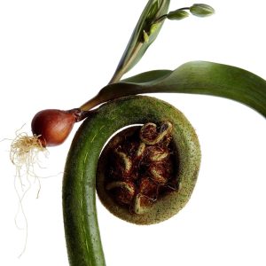 toe – ordinary days – Single(4538182207789)【16bit／44.1kHz】日本区-OppsUnote音乐广场