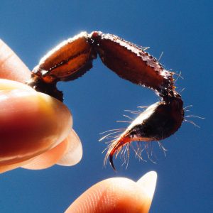 Squid – CowardsⒺ(5056818800184)【24bit／96.0kHz】美国区-OppsUnote音乐广场