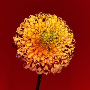 RADWIMPS – Mountain Top ／ Shape Of Miracle – Single(00602507300838)【24bit／44.1kHz】日本区-OppsUnote音乐广场