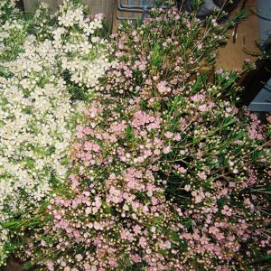 Maria Somerville – This Way – Single(0724165464407)【16bit／44.1kHz】土耳其区-OppsUnote音乐广场