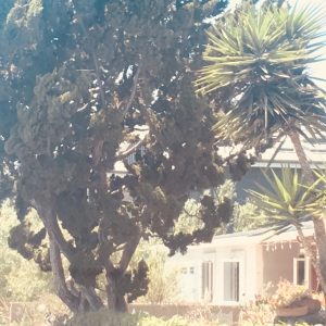 Lana Del Rey – Venice Bitch – SingleⒺ(00602577051371)【24bit／48.0kHz】土耳其区-OppsUnote音乐广场