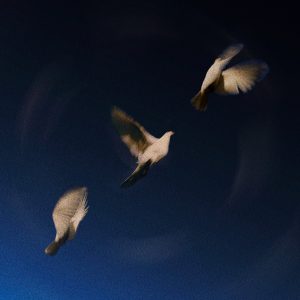 SWIM – Everything You Need – Single(741728324787)【24bit／44.1kHz】印度区-OppsUnote音乐广场